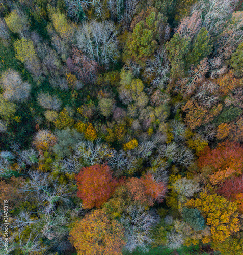 Aerial view, Landscape in autumn, Beech forest, Ramales de la Victoria, Alto Ason, Cantabria, Spain, Europe © JUAN CARLOS MUNOZ