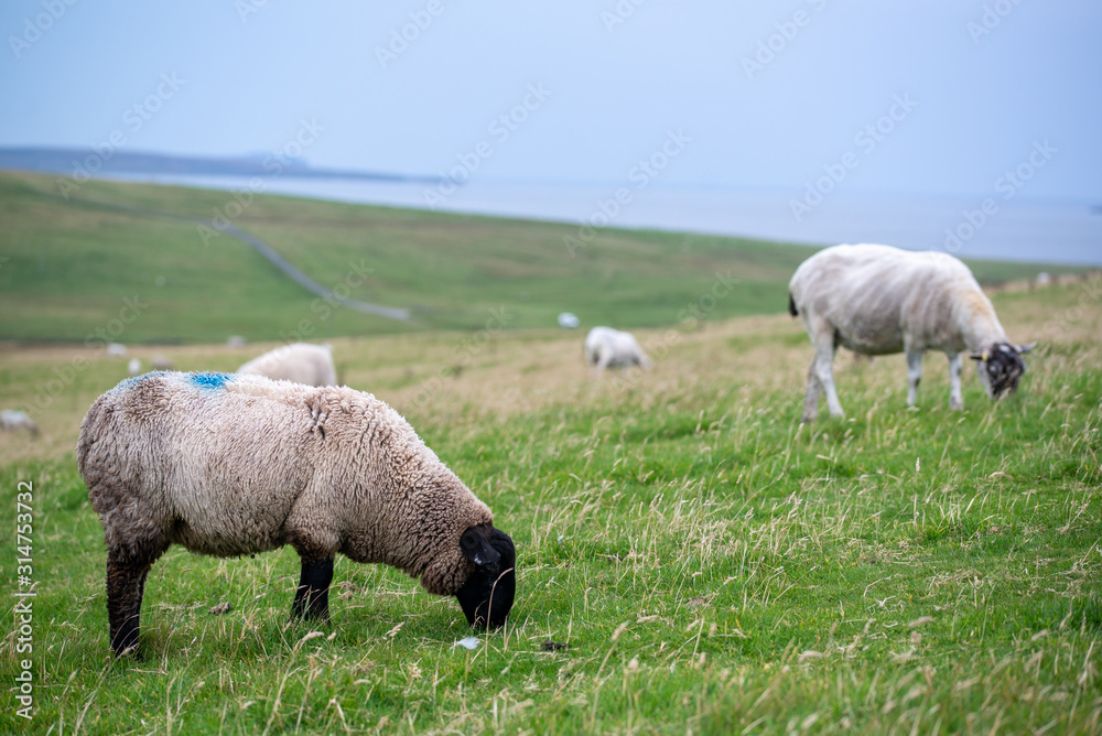 Pecore al pascolo sulle colline scozzesi Pecore al pascolo sulle colline scozzesi
