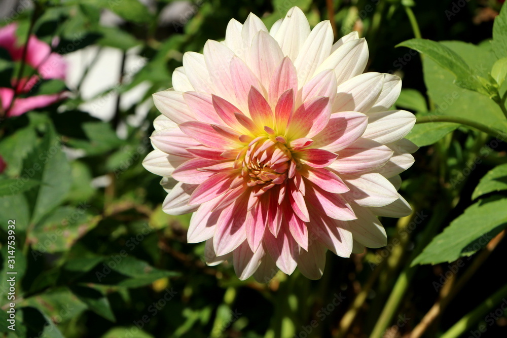 Fototapeta premium Dahlien-Blüte