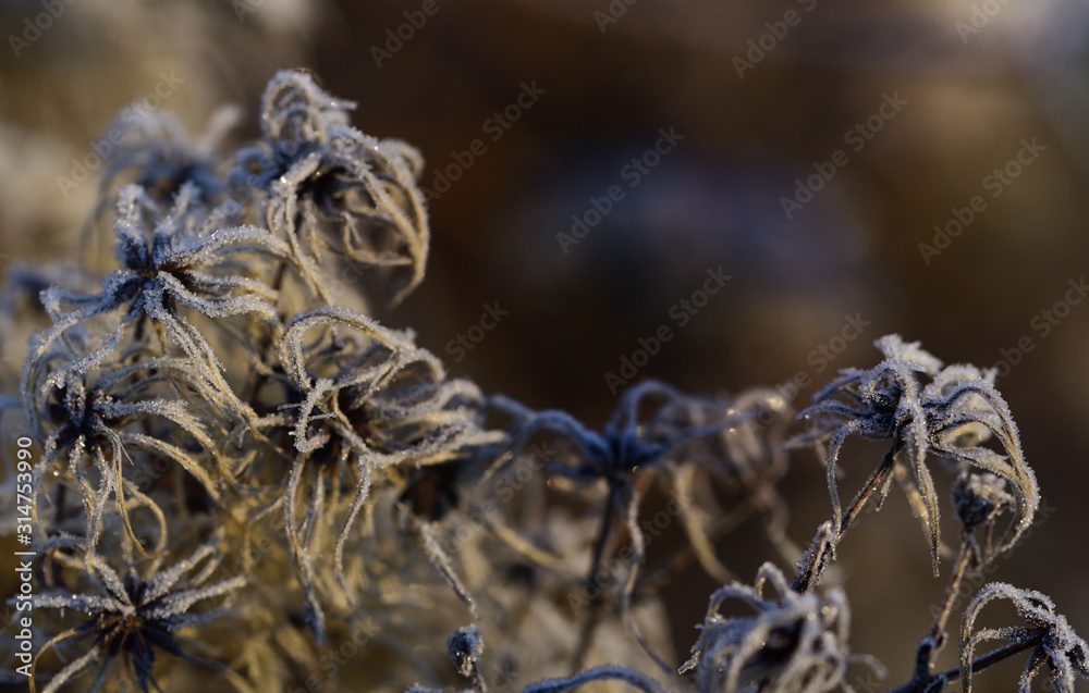 Close-up of frozen seeds of wild vine that glisten with ice crystals in winter against light background in nature Close-up of frozen seeds of wild vine that glisten with ice crystals in winter against light background in nature