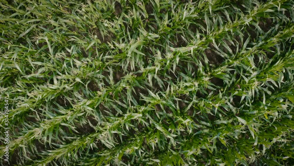 Static aerial top view of cornfield green plants crops growing in farmland Static aerial top view of cornfield green plants crops growing in farmland