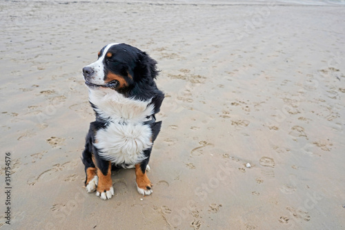 Happy Bernese Mountain Dog sitting on a sandy beach on a windy day. Camber Sands, England 