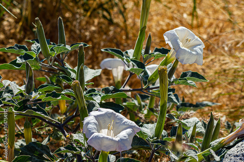 large white trumpet vine flower with leaves and buds photo