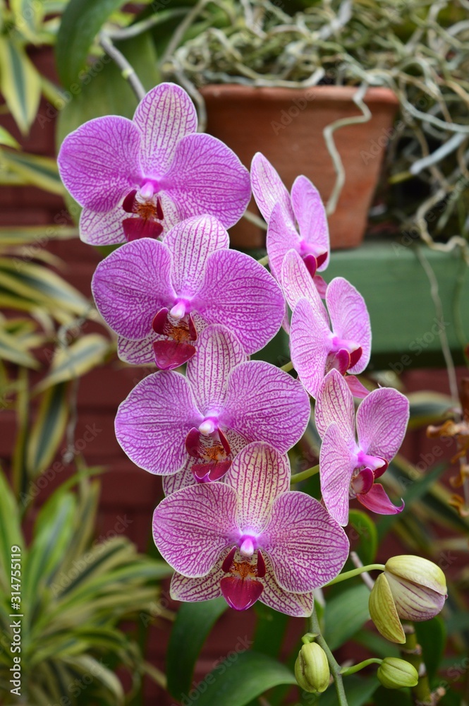 Fototapeta premium pink orchid Sri Lanka