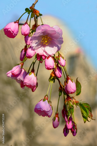 Sakura blossom in the 