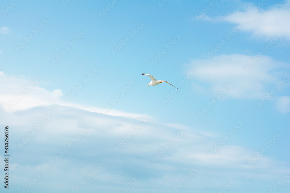 Obraz premium beautiful flight of a seagull in the blue sky, on a clean background, close-up.