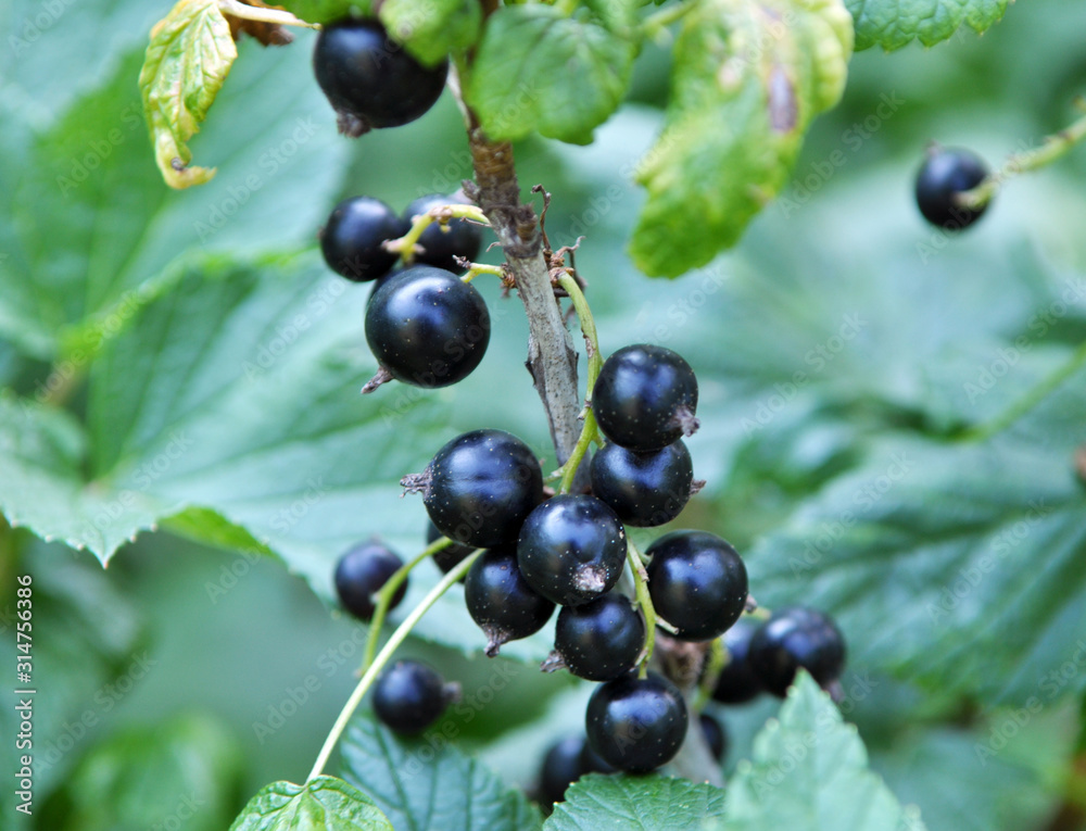 On the bush berries are ripe currant. On the bush berries are ripe currant.