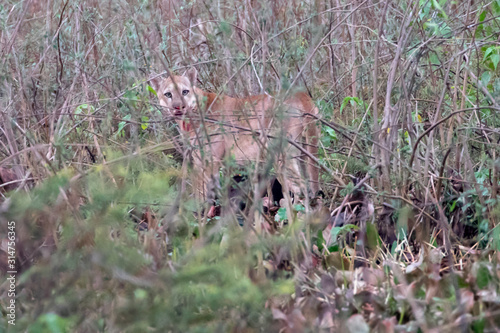 Ein Puma in der Seitenansichtist steht über einem erlegten jungen Wasserschwein photo