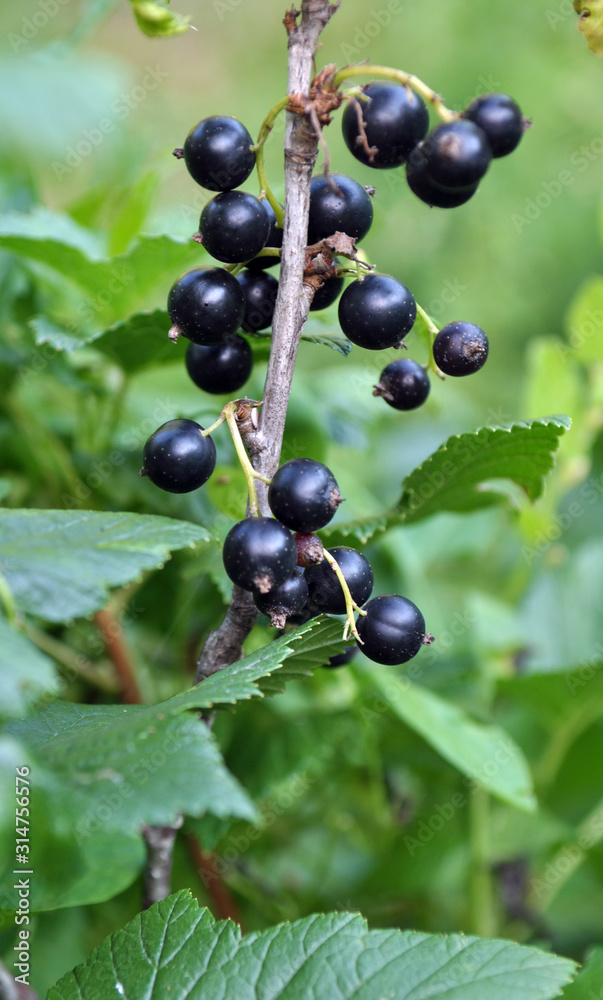On the bush berries are ripe currant. On the bush berries are ripe currant.