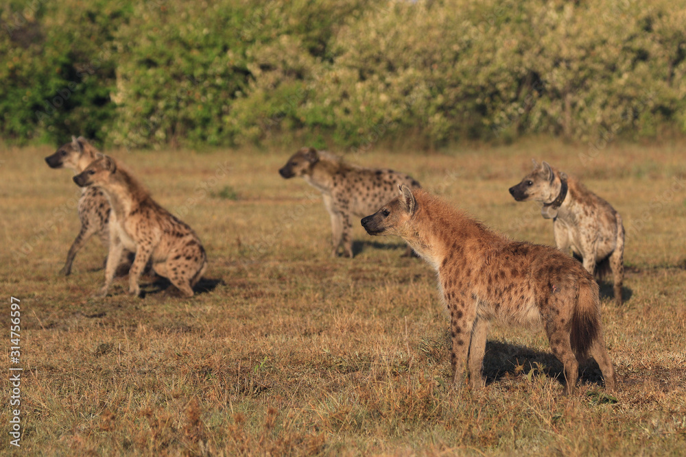 Group Of Hyenas, Wild Hyenas, African Wildlife, Safari Animals, Wildlife Nature Photography, Maasai Mara, Kenya