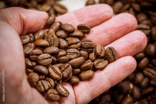 The hands of a white man holds coffee beans.  In a man's hand, roasted coffee beans, arabica.