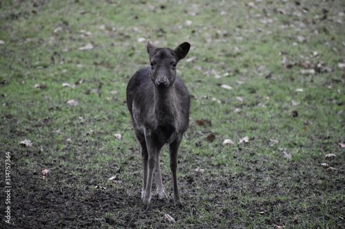 Black doe. Fallow deer eats grass, herbs, broadleaf, acorns, chestnut, beech mast, fruits. If grazing limited takes bramble and conifer. Fallow deer is serious pest in commercial forestry and farmland