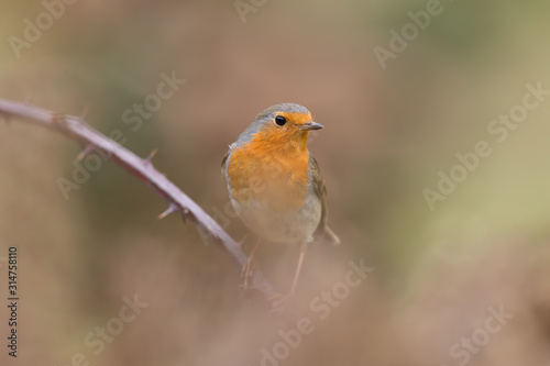 Robin