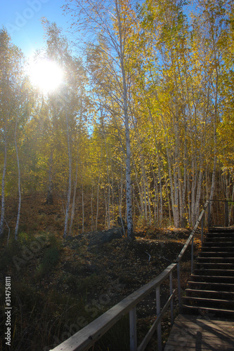 Beautiful landscape day view at Canadian Ontario Kettles lake in Midland with wooden staircase to water. Photography Canadian forest nature. Autumn fall scene with green yellow trees and sunlight.