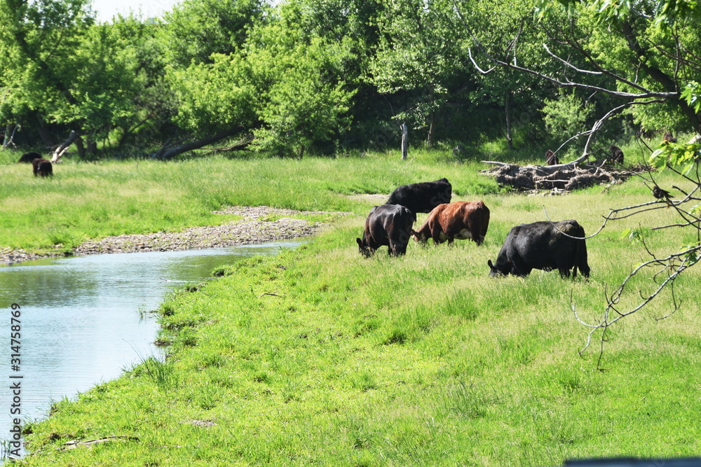 Cows by Stream Cows by Stream