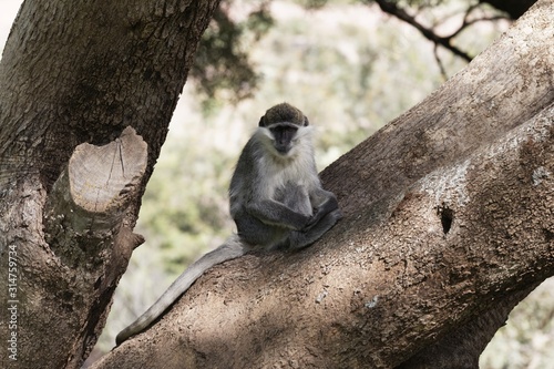 Grivet monkey, Chlorocebus aethiops, on a tree, in Ethiopia. photo