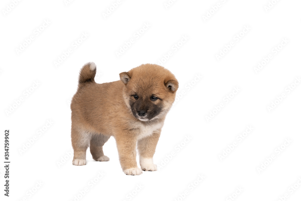 Obraz premium Shiba Inu puppy standing isolated on a white background with space for tekst copy space