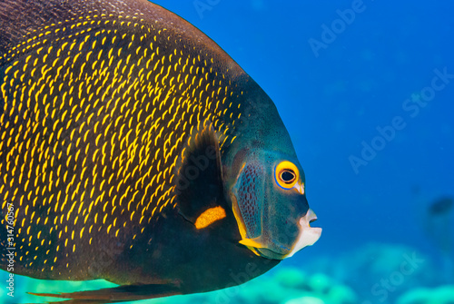 Closeup of adult French Angelfish swimming © Focused Adventures