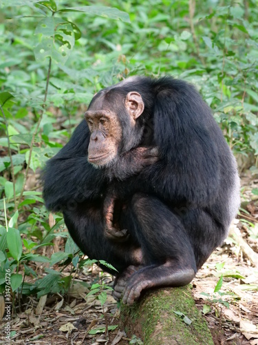 Schimpanse Affe Säugetier Wild Natu Afrika Uganda