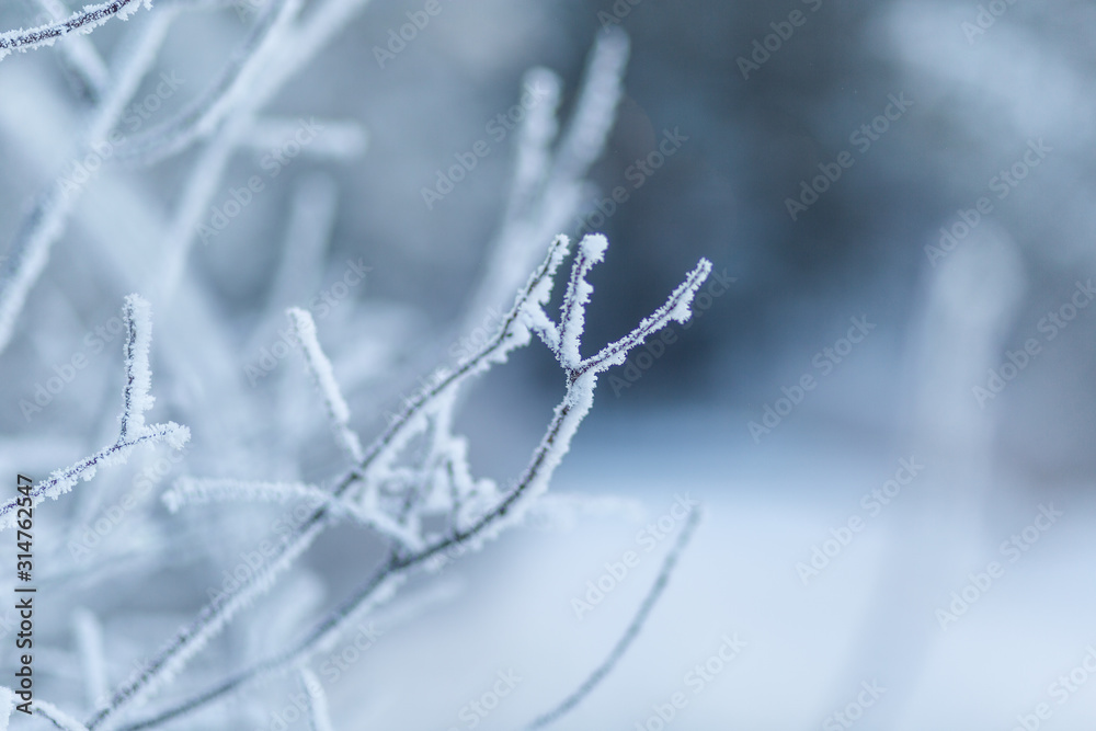 frozen twigs in white hoarfrost against the background of a winter forest, cold winter weather, frost