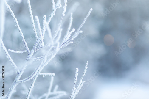 white dry grass frozen in hoarfrost in winter against the background of a winter forest at dawn in the backlight