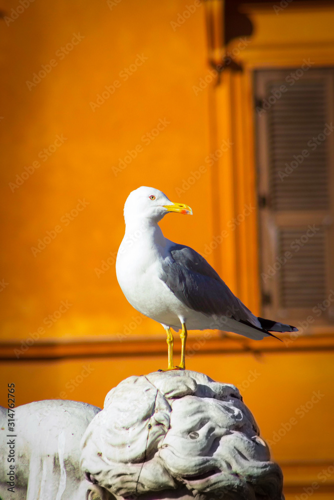Obraz premium GAIVOTA DE ROMA