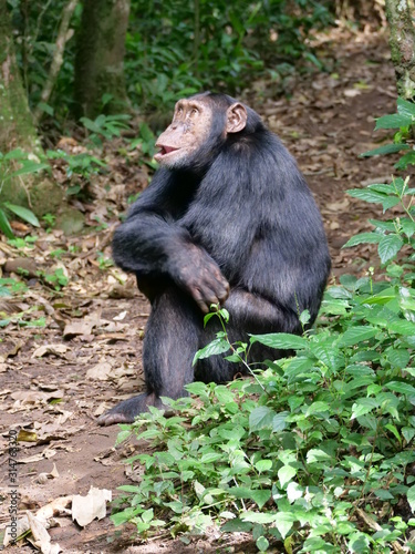 Schimpanse Affe Säugetier Wild Natu Afrika Uganda © Petra