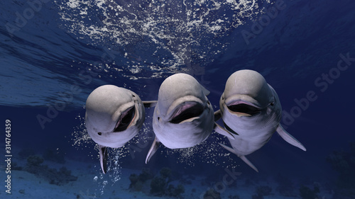 Foto Group of happy melonhead beluga whales swimming and posing to the underwater pho