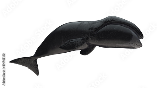 Bowhead whale tail down side view isolated on white background ready cutout 3d rendering photo