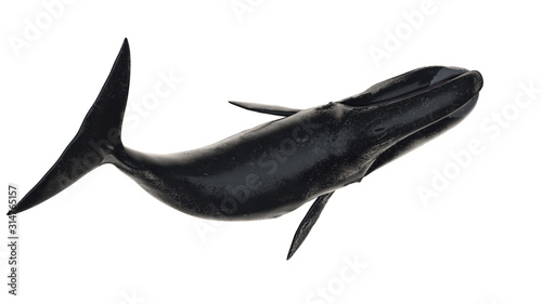 Bowhead whale top side curved body view isolated on white background ready cutout 3d rendering photo