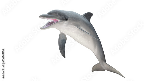 Tableau sur Toile Isolated bottlenose dolphin  open mouth jumping diagonal  view on white backgrou