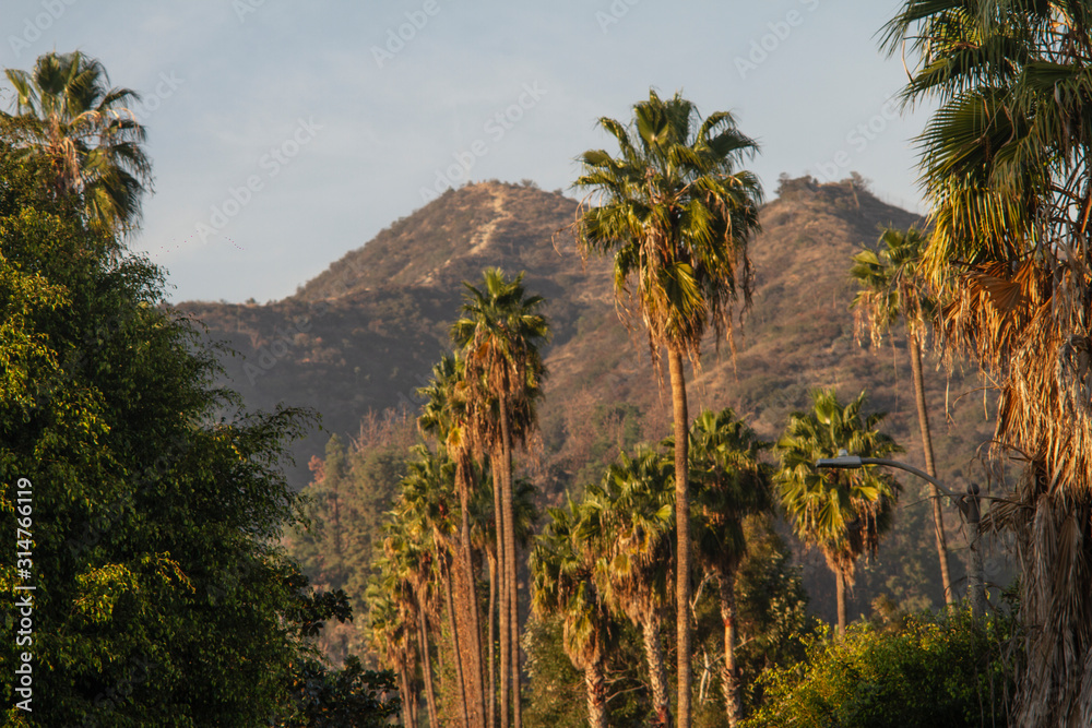 Palm Trees - California Desert Landscape 