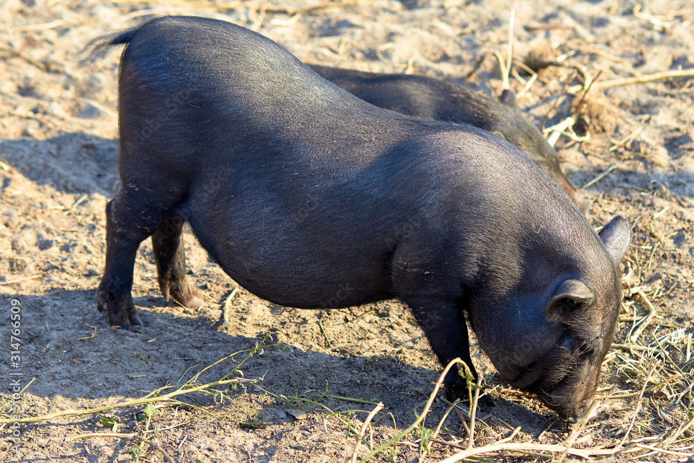 Pigs on the farm. Dark color pig. Many pigs walk and eat. Agriculture pig breeding. Farm for breeding animals. A few cute dark-colored piglets lie in various poses on the ground in the barn yard. Pigs on the farm. Dark color pig. Many pigs walk and eat. Agriculture pig breeding. Farm for breeding animals. A few cute dark-colored piglets lie in various poses on the ground in the barn yard.