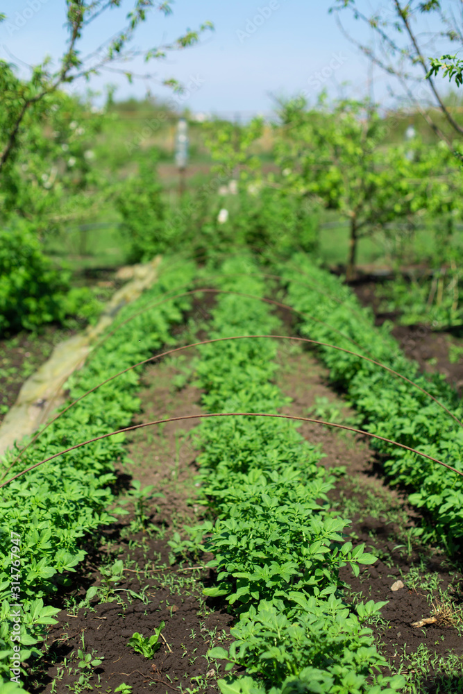 garden with potatoes planted in rows. Agriculture concept garden with potatoes planted in rows. Agriculture concept