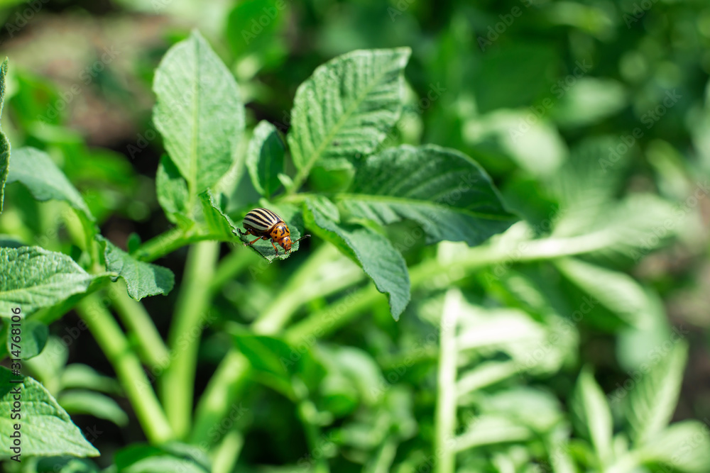 Colorado beetles eat potato crop in the garden Colorado beetles eat potato crop in the garden