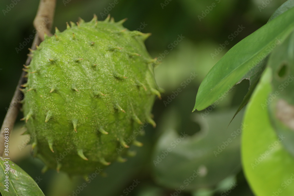 Soursop / Annona muricata fruit on the tree Soursop / Annona muricata fruit on the tree