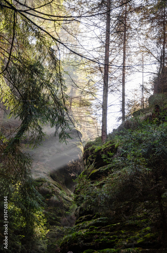 Narrow Ravine in Saxon Switzerland  Germany on a sunny morning in spring