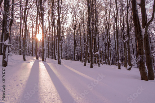 Sunset in winter forest. View of a winter forest, trees covered in snow, during sunset, Purple light rays of sun peaking through winter frozen forest. Sunset in the wood between the trees.