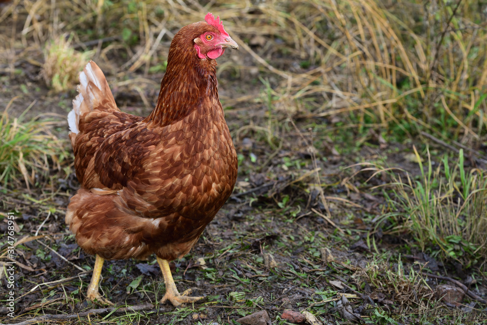 Fototapeta premium A brown chicken runs across a meadow in nature and on a farm