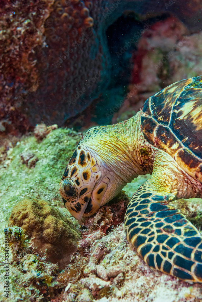 Fototapeta premium Green Sea Turtle eating on seabed
