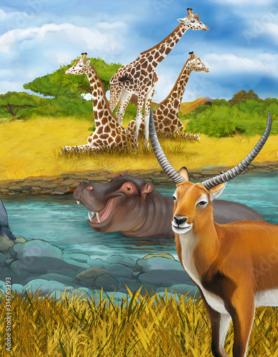 cartoon scene with hippopotamus hippo in the river near the meadow giraffes and antelope illustration for children