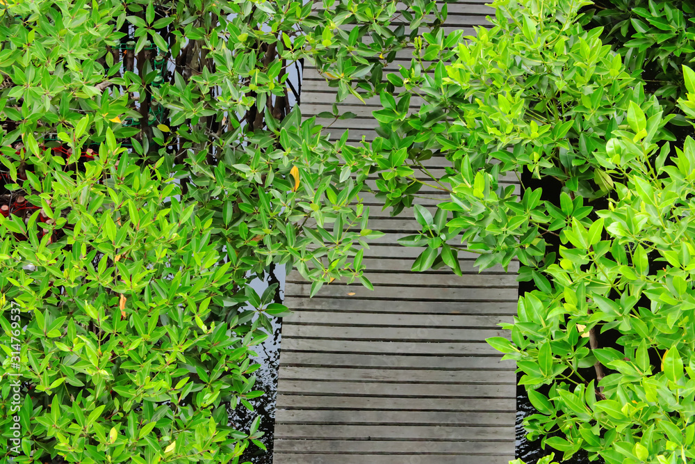 Top view selective focus of wood path way in the mangrove forest
