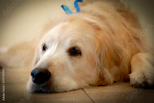 golden retriever lying on floor