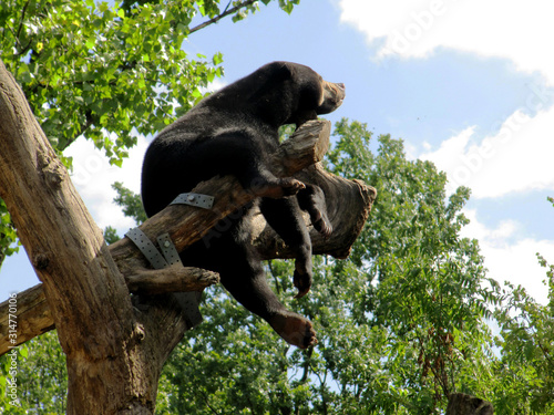 an Isabell bear, Ursus arctos isabellinus, or Himalayan bear is a subspecies of the brown bear