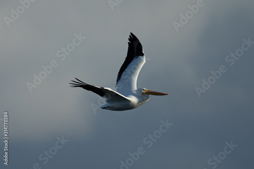 American white pelican in flight  seen in North California