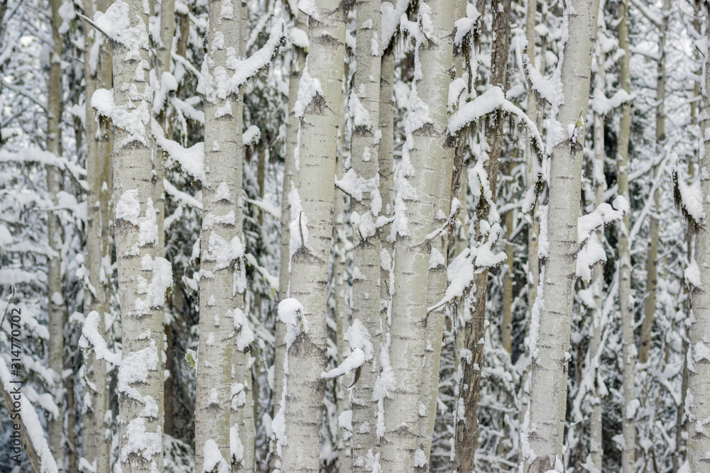 Obraz premium Dense Aspen Clone in Winter with Lots of Snow