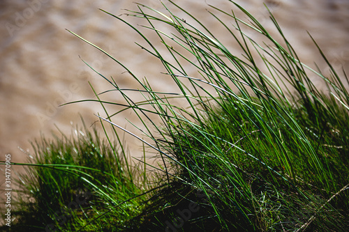 green grass by Water