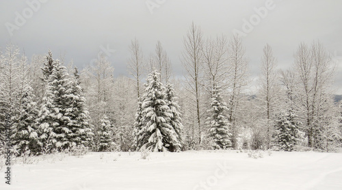 Canadian Winter Panorama Landscape