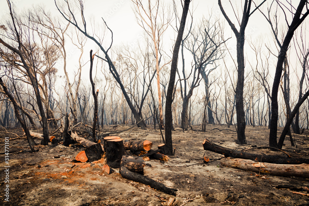 Bushfire burnt gum trees in The Blue Mountains in Australia Bushfire burnt gum trees in The Blue Mountains in Australia