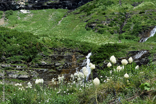 Beargrass Bloom and Grass Covered Mountainside with Waterfall, Going-to-the-Sun Road, Glacier National Park, Montana